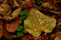 Fall Leaves and Water Droplets