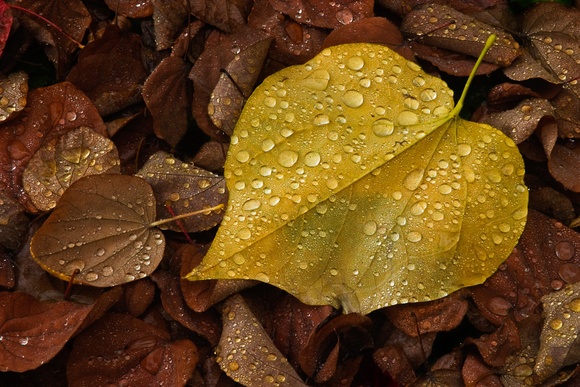 Fall Leaves and Water Droplets