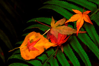 Fall Leaves and Fern