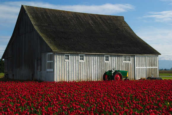 Red Tulips, Barn, and Tractor
