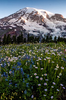 Mount Rainier and Paradise Wildflowers