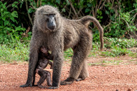 Wild Baboon and Her Baby