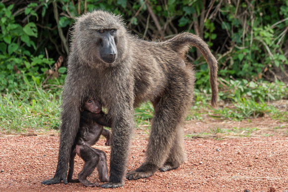 Wild Baboon and Her Baby