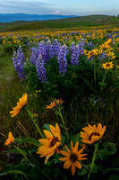 Columbia Hills Wildflowers