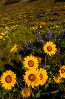 Columbia Hill Wildflowers