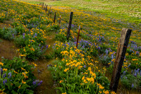 Columbia Hills Wildflowers