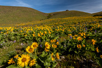 Columbi Hills Wildflowers