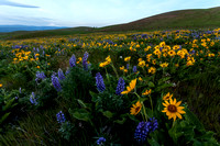 Columbi Hills Wildflowers