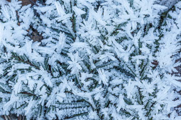 Frost on Evergreen