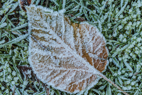 Frost on a Leaf