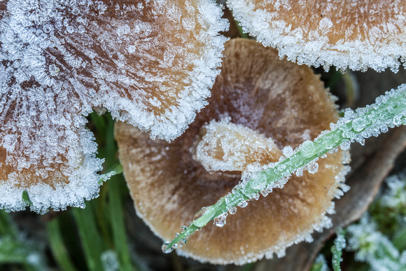 Frost on Mushrooms