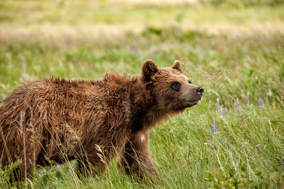 Grizzly Bear, Glacier National Park