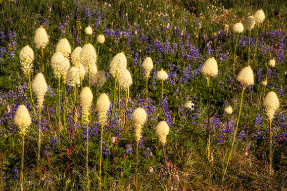 Bear Grass and Lupines at Spray Park