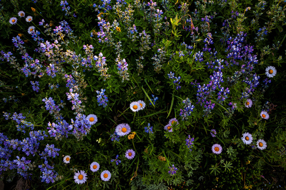 Rainier Wildflowers