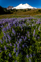 Lupines at Mount Baker near Park Butte