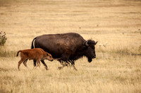 Bison and Calf and Grand Teton National Park