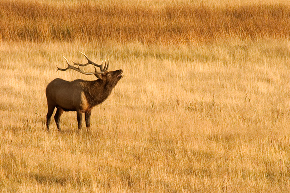 Buggling Elk