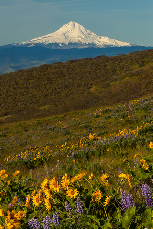 Mount Hood and Wildflowers