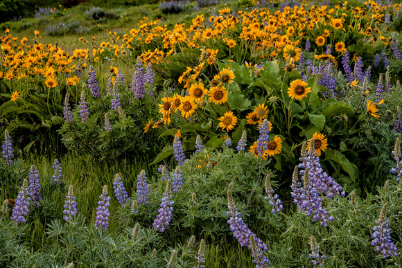 Lupines and Balsam Root