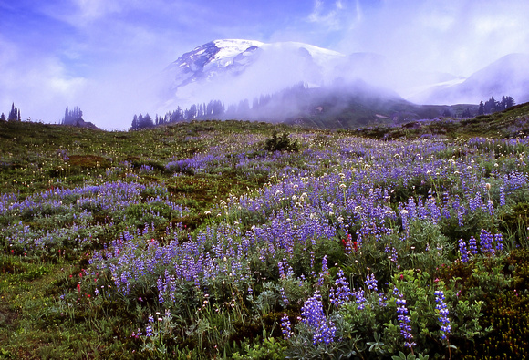 Paradise Flowers and Mount Rainier