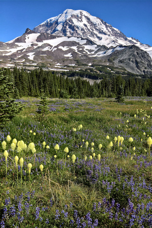Bear Grass and Lupines at Spray Park