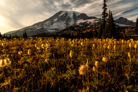Mount Rainier and Pasque Flowers From Mazama Ridge