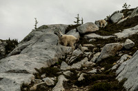 Mountain Goats