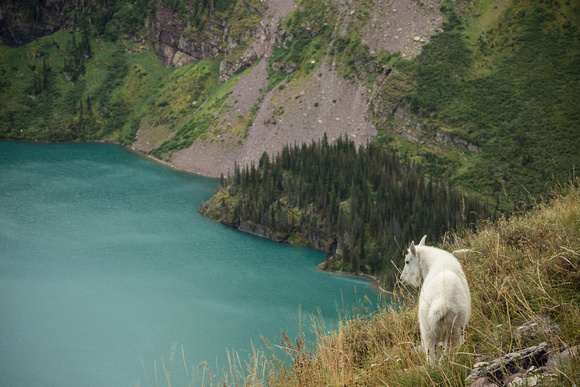 Mountain Goat above Lower Grinnell Lake