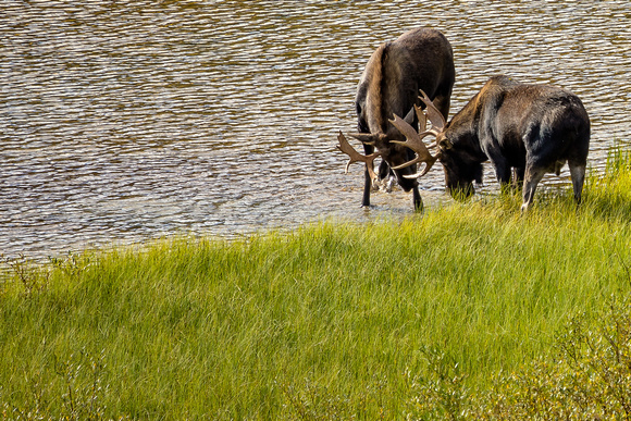 Bull Moose at Josephine Lake