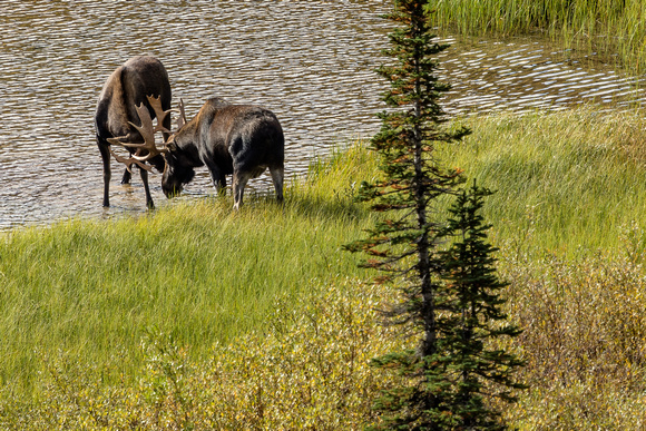 Bull Moose at Josephine Lake