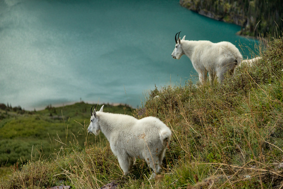 Mountain Goats overlooking Lower Grinnell Lake
