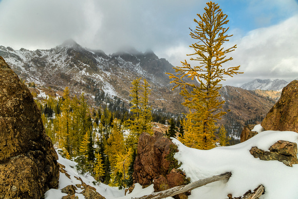 Larches at Ingalls Pass