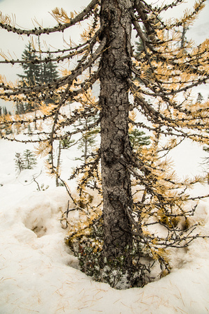 Larch at Heather Pass