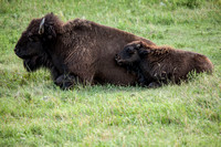 Bison and Calf