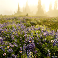 Mazama Ridge, Paradise, Mount Rainier National Park, Washington