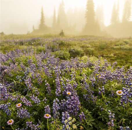 Mazama Ridge, Paradise, Mount Rainier National Park, Washington