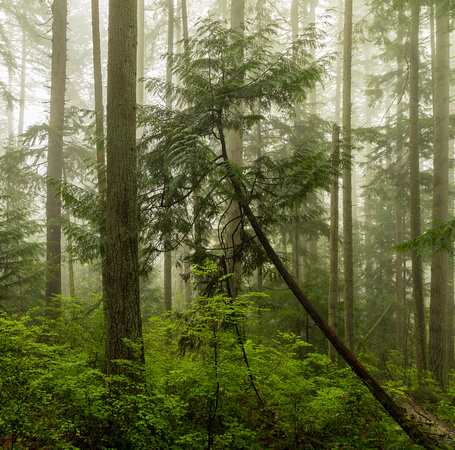 Paradise Valley Woods, Woodinville, Washington