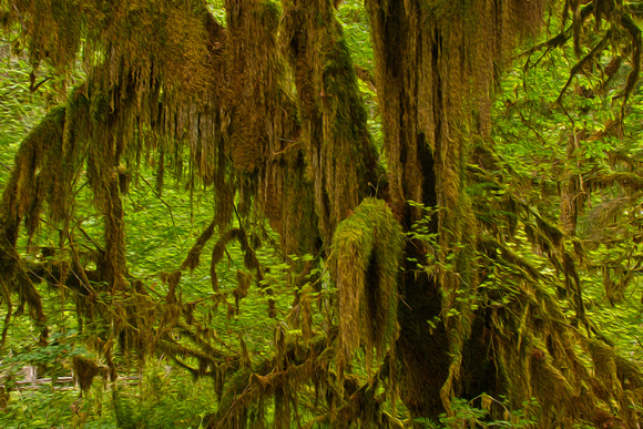 Hall of Mosses